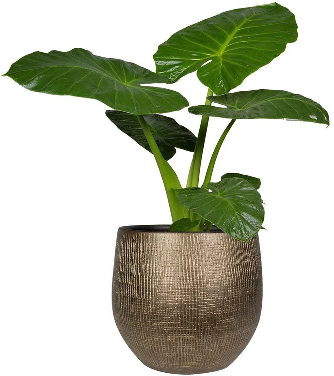 Ter Steege Steege Plantenpot - Modern Design - Goudkleurig - 32 X 36 Cm - Bloempot 2 Ter Steege Steege Plantenpot - Modern Design - Goudkleurig - 32 X 36 Cm - Bloempot - Afbeelding 2