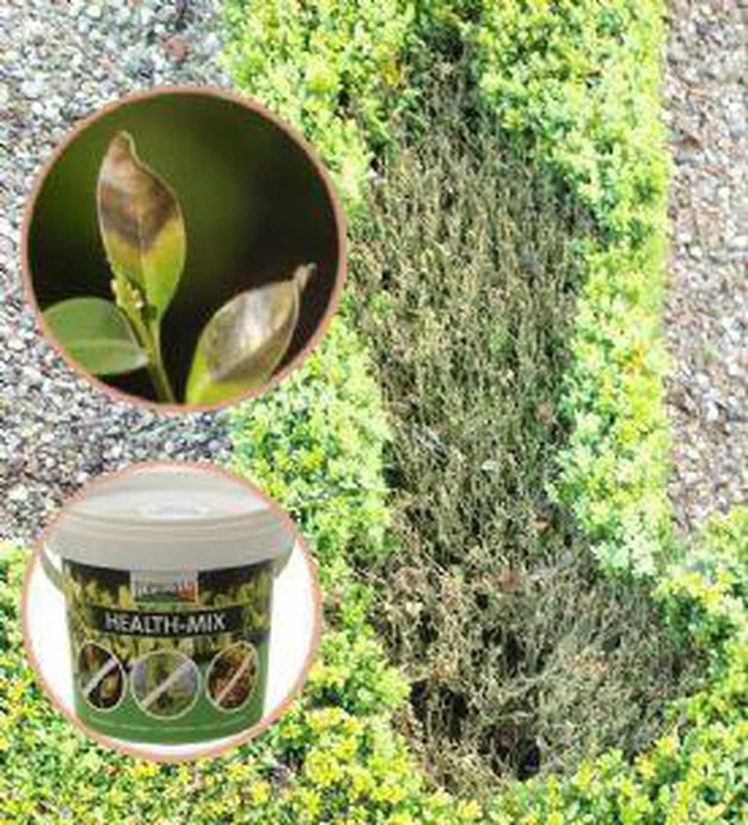 Topbuxus Buxus Health Mix 4 Topbuxus Buxus Health Mix - Afbeelding 4