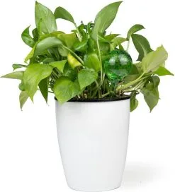 Merkloos Decopatent® 4 Stuks - Waterdruppelaar Voor Planten - Watergever - Glas - Waterbollen - Watergeefsysteem - Plantenbollen - Groen -Bloempotten Verkoop 1091x1200 1