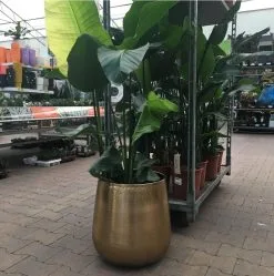 Gina Da Bloempot Karakter Goud - XL 7 Gina Da Bloempot Karakter Goud - XL -Bloempotten Verkoop 1191x1200 3