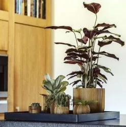 Capi Europe - Bloempot Bol Groove XL - 33x35 - Goud - Bloempot Voor Binnen - Opening ⌀28 - GVGB932 -Bloempotten Verkoop 1195x1200 1