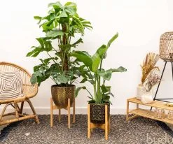 Budu Plantenstandaard Binnen – Plantenhouder – Plantenrek – Uitschuifbaar - Bloempot Standaard - Bamboe Hout - Ø 20 Tot 30 Cm 13 Budu Plantenstandaard Binnen – Plantenhouder – Plantenrek – Uitschuifbaar - Bloempot Standaard - Bamboe Hout - Ø 20 Tot 30 Cm -Bloempotten Verkoop 1200x1000 1