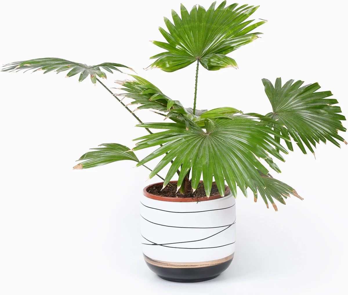 Spieringstore® Bloempotten Binnen - Keramiek - Gouden Rand - Bloempot Buiten - Afvoergat 24 - Small Set Van 3 - 15 Cm 4 Spieringstore® Bloempotten Binnen - Keramiek - Gouden Rand - Bloempot Buiten - Afvoergat 24 - Small Set Van 3 - 15 Cm - Afbeelding 4