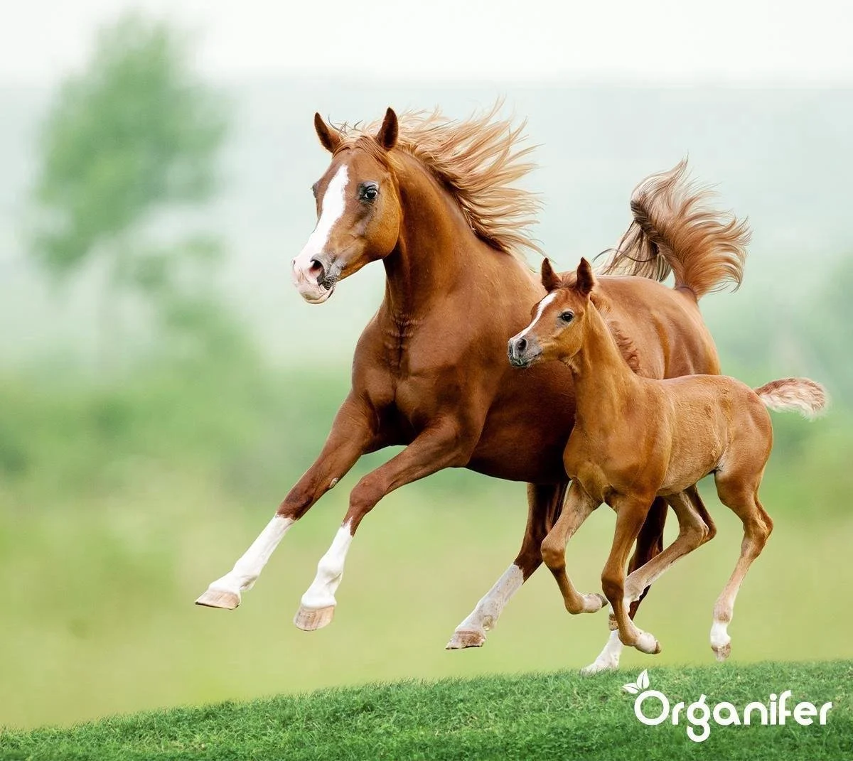 Kalk Korrel Meststof Verrijkt Met Magnesium (20Kg - Voor 400m2) Voor Dieper Bladgroen (+PH) Speciaal Voor Gazon, Perken, Moestuin En Openbaar Groen - Organifer 8 Kalk Korrel Meststof Verrijkt Met Magnesium (20Kg - Voor 400m2) Voor Dieper Bladgroen (+PH) Speciaal Voor Gazon, Perken, Moestuin En Openbaar Groen - Organifer - Afbeelding 8