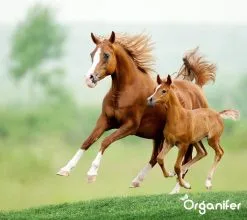 Kalk Korrel Meststof Verrijkt Met Magnesium (5Kg - Voor 100m2) Voor Dieper Bladgroen (+PH) Speciaal Voor Gazon, Perken, Moestuin En Openbaar Groen - Organifer 22 Kalk Korrel Meststof Verrijkt Met Magnesium (5Kg - Voor 100m2) Voor Dieper Bladgroen (+PH) Speciaal Voor Gazon, Perken, Moestuin En Openbaar Groen - Organifer -Bloempotten Verkoop 1200x1071 2
