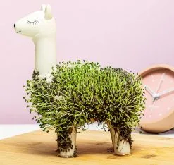 Gift Republic Lama Bloempot Met Zaadjes 8 Gift Republic Lama Bloempot Met Zaadjes -Bloempotten Verkoop 1200x1137 1