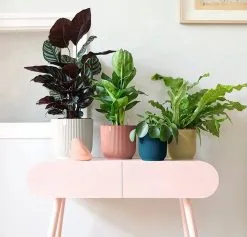 Elho Vibes Fold Rond Wielen 35 - Bloempot Voor Binnen - Ø 34.9 X H 32.4 Cm - Delicaat Roze -Bloempotten Verkoop 1200x1149 2