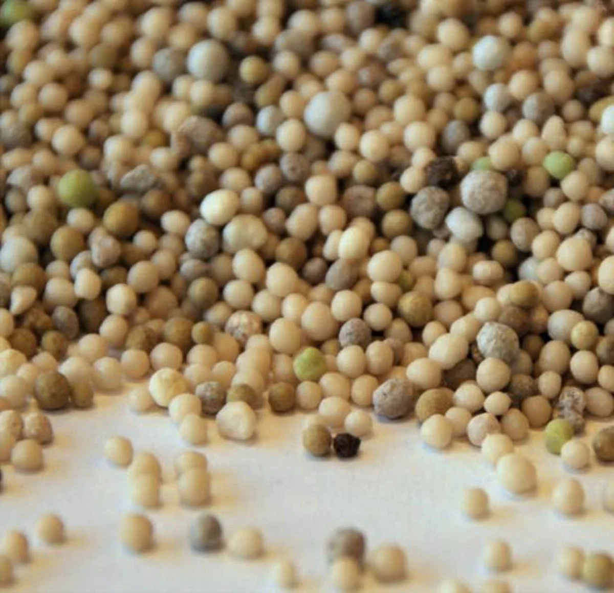 Sedum Bemesting 5 Kg | Sempergreen® 2 Sedum Bemesting 5 Kg | Sempergreen® - Afbeelding 2