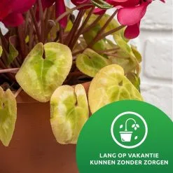 SKYARD® Waterdruppelaar Set Van 10 – Watergeefsysteem Geschikt Binnen (Kamerplanten) En Buiten – Bewateringssysteem Met Instelbare Druppelsnelheid - Irrigatiesysteem - Planten Watergever - Waterbol -Bloempotten Verkoop 1200x1200 1185