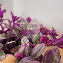 Merkloos JADI - Druppelsysteem - Waterdruppelaar Voor Uw Planten - Set Van 6 Stuks - 3 Grote & 3 Kleine - Transparante Waterbollen -Bloempotten Verkoop 1200x1200 1189