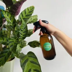 Groeikruid® Plantenspuit | 500 Ml Amber Glas | Met Zwarte Spraykop | Plantensproeier Binnen | Waterverstuiver | Verstuiver | Waterspuit 8 Groeikruid® Plantenspuit | 500 Ml Amber Glas | Met Zwarte Spraykop | Plantensproeier Binnen | Waterverstuiver | Verstuiver | Waterspuit -Bloempotten Verkoop 1200x1200 1233