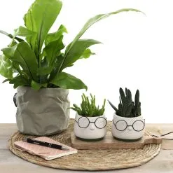 Comforder 2x Bloempot Met Gezicht - Ø8 X H6,5 Cm - Bloempotten Voor Binnen Met Bril/Face/Hoofd -Bloempotten Verkoop 1200x1200 271