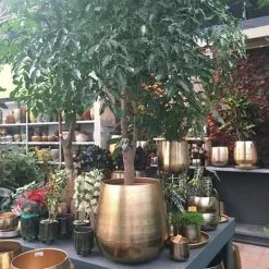 Gina Da Bloempot Karakter Goud - XL 9 Gina Da Bloempot Karakter Goud - XL -Bloempotten Verkoop 1200x1200 297