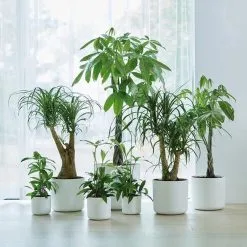 Elho B.for Soft Rond 30 - Bloempot Voor Binnen - Ø 29.5 X H 27.6 Cm - Wit -Bloempotten Verkoop 1200x1200 347