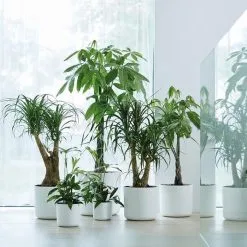 Elho B.for Soft Rond 30 - Bloempot Voor Binnen - Ø 29.5 X H 27.6 Cm - Wit -Bloempotten Verkoop 1200x1200 348