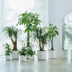 Elho B.for Soft Rond 30 - Bloempot Voor Binnen - Ø 29.5 X H 27.6 Cm - Wit -Bloempotten Verkoop 1200x1200 350