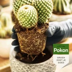 Pokon Cactus & Vetplant Voeding - 250ml - Plantenvoeding - 20ml Per 1L Water -Bloempotten Verkoop 1200x1200 572