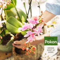 Pokon Orchidee Voeding - 250ml - Plantenvoeding - 10ml Per 1L Water 10 Pokon Orchidee Voeding - 250ml - Plantenvoeding - 10ml Per 1L Water -Bloempotten Verkoop 1200x1200 574