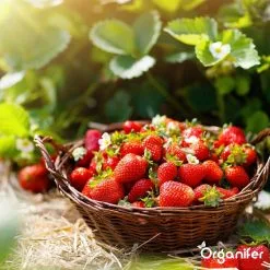 Lavagruis Uit Eifel Oergesteente (20Kg Voor 200m2) Grof Lavameel 0-2mm - Organifer -Bloempotten Verkoop 1200x1200 576