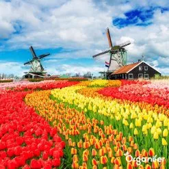 Lavagruis Uit Eifel Oergesteente (20Kg Voor 200m2) Grof Lavameel 0-2mm - Organifer -Bloempotten Verkoop 1200x1200 577