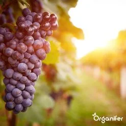 Lavagruis Uit Eifel Oergesteente (20Kg Voor 200m2) Grof Lavameel 0-2mm - Organifer -Bloempotten Verkoop 1200x1200 578