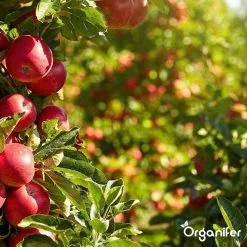Lavagruis Uit Eifel Oergesteente (20Kg Voor 200m2) Grof Lavameel 0-2mm - Organifer -Bloempotten Verkoop 1200x1200 583