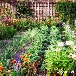 Lavagruis Uit Eifel Oergesteente (20Kg Voor 200m2) Grof Lavameel 0-2mm - Organifer -Bloempotten Verkoop 1200x1200 587