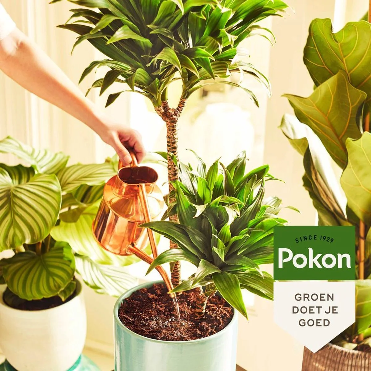 Pokon Kamerplanten Voeding - 1l - Plantenvoeding - 20ml Per 1L Water 4 Pokon Kamerplanten Voeding - 1l - Plantenvoeding - 20ml Per 1L Water - Afbeelding 4