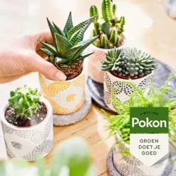 Pokon Bio Cactus & Vetplant Voeding - 250ml - Plantenvoeding (bio) - 7ml Per 1L Water 11 Pokon Bio Cactus & Vetplant Voeding - 250ml - Plantenvoeding (bio) - 7ml Per 1L Water -Bloempotten Verkoop 1200x1200 593