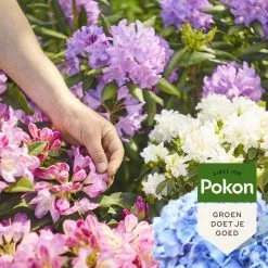 Pokon Rhododendron, Hortensia & Azalea Mest - 1kg - Meststof - 3-in-1 Werking 9 Pokon Rhododendron, Hortensia & Azalea Mest - 1kg - Meststof - 3-in-1 Werking -Bloempotten Verkoop 1200x1200 596