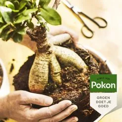 Pokon Bonsai Voeding - 250ml - Plantenvoeding - 10ml Per 1L Water -Bloempotten Verkoop 1200x1200 599