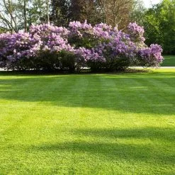 Moowy Snelwerkende Gazonmest Voor 100m² Gras | Meststof Voor Lente En Zomer | Ideaal Voor Meststofstrooier | Gazonbemesting 18 Moowy Snelwerkende Gazonmest Voor 100m² Gras | Meststof Voor Lente En Zomer | Ideaal Voor Meststofstrooier | Gazonbemesting -Bloempotten Verkoop 1200x1200 608