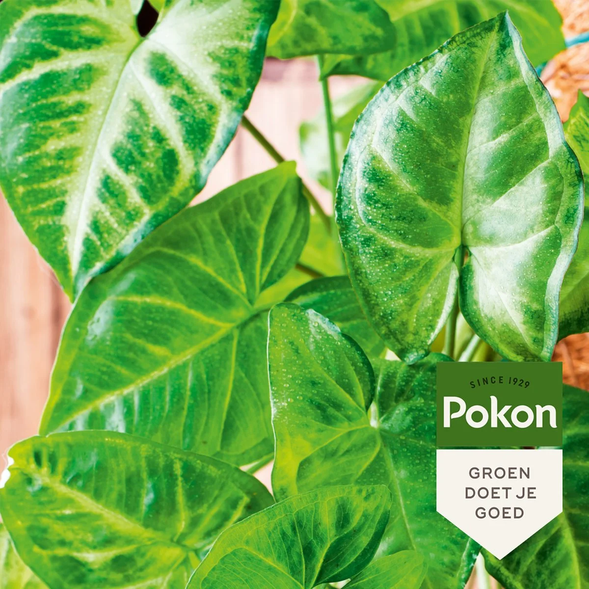 Pokon Bladglans 250ml 2 Pokon Bladglans 250ml - Afbeelding 2