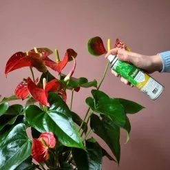 Pokon Bladglans 250ml 13 Pokon Bladglans 250ml -Bloempotten Verkoop 1200x1200 613