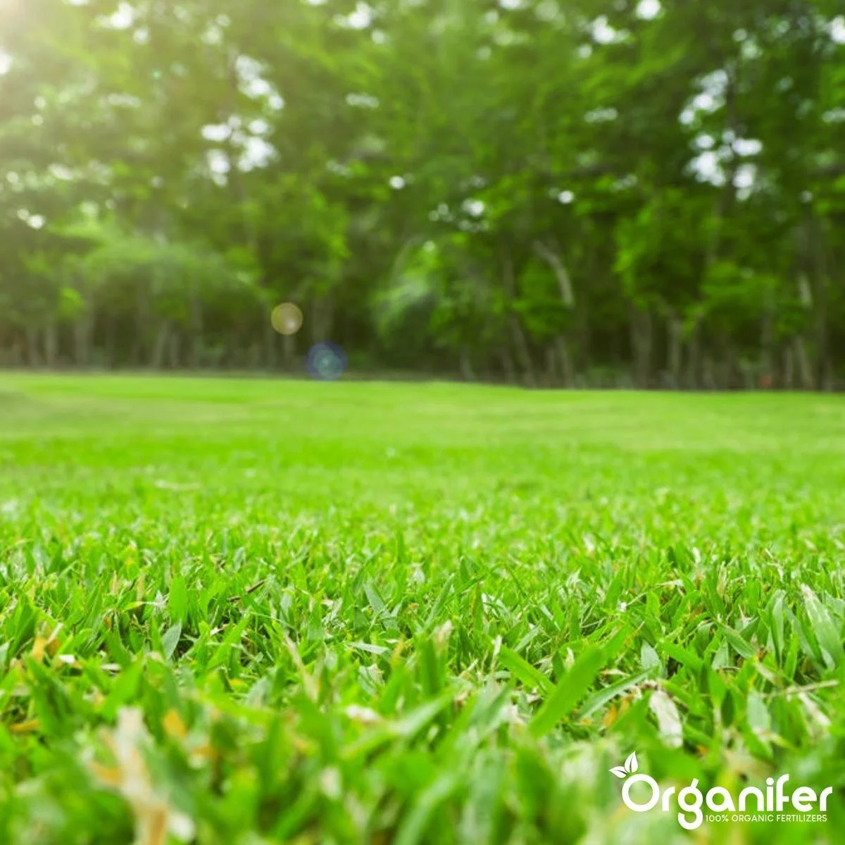 Koemestkorrels 3in1 (20Kg Voor 200m2) Allround Organische Meststof - Direct Opneembare Voeding - Langdurige Werking > 120 Dagen - Geurloos - Verbeterd Bodem - Lavameel Toevoeging - Versterkt Gras En Planten - Organifer 3 Koemestkorrels 3in1 (20Kg Voor 200m2) Allround Organische Meststof - Direct Opneembare Voeding - Langdurige Werking > 120 Dagen - Geurloos - Verbeterd Bodem - Lavameel Toevoeging - Versterkt Gras En Planten - Organifer - Afbeelding 3