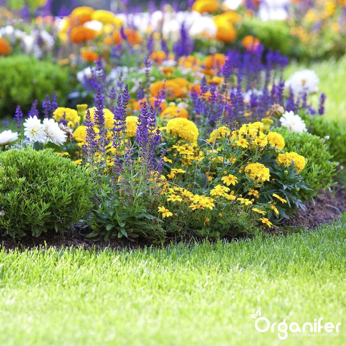 Koemestkorrels 3in1 (20Kg Voor 200m2) Allround Organische Meststof - Direct Opneembare Voeding - Langdurige Werking > 120 Dagen - Geurloos - Verbeterd Bodem - Lavameel Toevoeging - Versterkt Gras En Planten - Organifer 6 Koemestkorrels 3in1 (20Kg Voor 200m2) Allround Organische Meststof - Direct Opneembare Voeding - Langdurige Werking > 120 Dagen - Geurloos - Verbeterd Bodem - Lavameel Toevoeging - Versterkt Gras En Planten - Organifer - Afbeelding 6