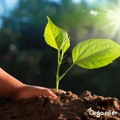 Koemestkorrels 3in1 (20Kg Voor 200m2) Allround Organische Meststof - Direct Opneembare Voeding - Langdurige Werking > 120 Dagen - Geurloos - Verbeterd Bodem - Lavameel Toevoeging - Versterkt Gras En Planten - Organifer 17 Koemestkorrels 3in1 (20Kg Voor 200m2) Allround Organische Meststof - Direct Opneembare Voeding - Langdurige Werking > 120 Dagen - Geurloos - Verbeterd Bodem - Lavameel Toevoeging - Versterkt Gras En Planten - Organifer -Bloempotten Verkoop 1200x1200 626