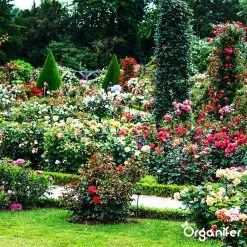 Koemestkorrels 3in1 (20Kg Voor 200m2) Allround Organische Meststof - Direct Opneembare Voeding - Langdurige Werking > 120 Dagen - Geurloos - Verbeterd Bodem - Lavameel Toevoeging - Versterkt Gras En Planten - Organifer 18 Koemestkorrels 3in1 (20Kg Voor 200m2) Allround Organische Meststof - Direct Opneembare Voeding - Langdurige Werking > 120 Dagen - Geurloos - Verbeterd Bodem - Lavameel Toevoeging - Versterkt Gras En Planten - Organifer -Bloempotten Verkoop 1200x1200 627