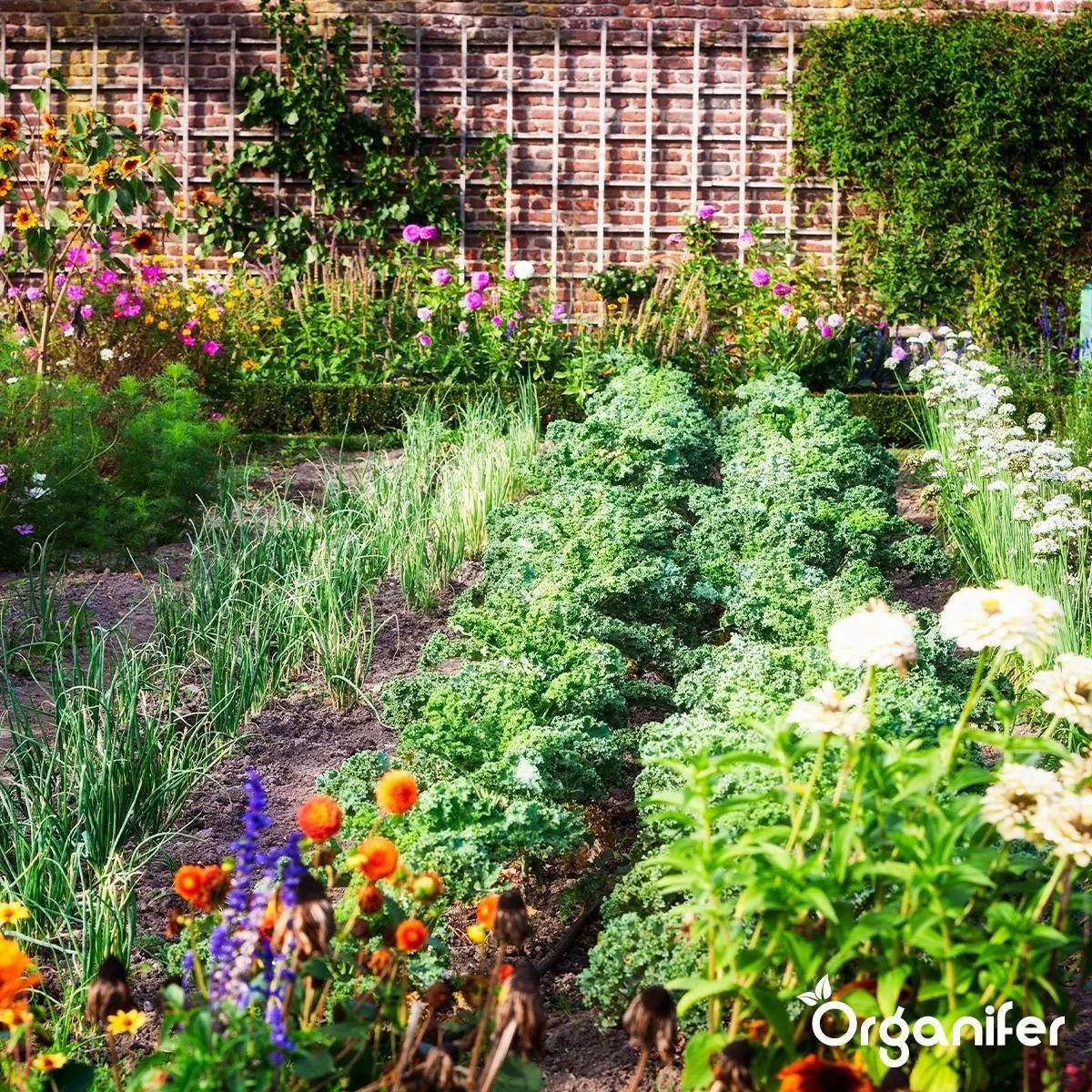 Koemestkorrels 3in1 (20Kg Voor 200m2) Allround Organische Meststof - Direct Opneembare Voeding - Langdurige Werking > 120 Dagen - Geurloos - Verbeterd Bodem - Lavameel Toevoeging - Versterkt Gras En Planten - Organifer 9 Koemestkorrels 3in1 (20Kg Voor 200m2) Allround Organische Meststof - Direct Opneembare Voeding - Langdurige Werking > 120 Dagen - Geurloos - Verbeterd Bodem - Lavameel Toevoeging - Versterkt Gras En Planten - Organifer - Afbeelding 9