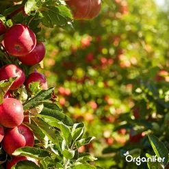 Koemestkorrels 3in1 (20Kg Voor 200m2) Allround Organische Meststof - Direct Opneembare Voeding - Langdurige Werking > 120 Dagen - Geurloos - Verbeterd Bodem - Lavameel Toevoeging - Versterkt Gras En Planten - Organifer 20 Koemestkorrels 3in1 (20Kg Voor 200m2) Allround Organische Meststof - Direct Opneembare Voeding - Langdurige Werking > 120 Dagen - Geurloos - Verbeterd Bodem - Lavameel Toevoeging - Versterkt Gras En Planten - Organifer -Bloempotten Verkoop 1200x1200 629