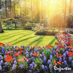 Koemestkorrels 3in1 (20Kg Voor 200m2) Allround Organische Meststof - Direct Opneembare Voeding - Langdurige Werking > 120 Dagen - Geurloos - Verbeterd Bodem - Lavameel Toevoeging - Versterkt Gras En Planten - Organifer 21 Koemestkorrels 3in1 (20Kg Voor 200m2) Allround Organische Meststof - Direct Opneembare Voeding - Langdurige Werking > 120 Dagen - Geurloos - Verbeterd Bodem - Lavameel Toevoeging - Versterkt Gras En Planten - Organifer -Bloempotten Verkoop 1200x1200 630