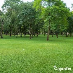 Kalk Korrel Meststof Verrijkt Met Magnesium (20Kg - Voor 400m2) Voor Dieper Bladgroen (+PH) Speciaal Voor Gazon, Perken, Moestuin En Openbaar Groen - Organifer 33 Kalk Korrel Meststof Verrijkt Met Magnesium (20Kg - Voor 400m2) Voor Dieper Bladgroen (+PH) Speciaal Voor Gazon, Perken, Moestuin En Openbaar Groen - Organifer -Bloempotten Verkoop 1200x1200 647