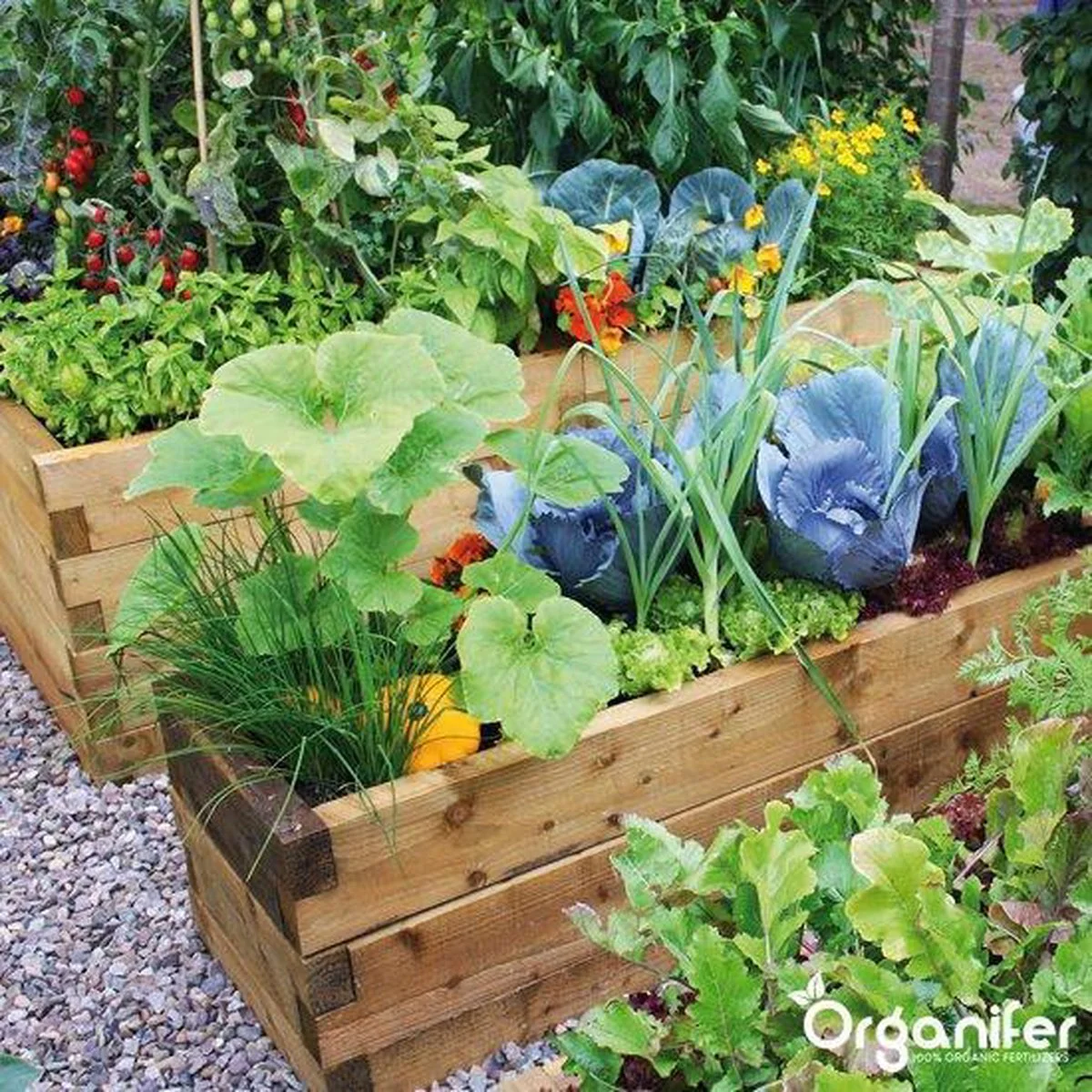 Kalk Korrel Meststof Verrijkt Met Magnesium (20Kg - Voor 400m2) Voor Dieper Bladgroen (+PH) Speciaal Voor Gazon, Perken, Moestuin En Openbaar Groen - Organifer 17 Kalk Korrel Meststof Verrijkt Met Magnesium (20Kg - Voor 400m2) Voor Dieper Bladgroen (+PH) Speciaal Voor Gazon, Perken, Moestuin En Openbaar Groen - Organifer - Afbeelding 17