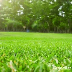 Kalk Korrel Meststof Verrijkt Met Magnesium (20Kg - Voor 400m2) Voor Dieper Bladgroen (+PH) Speciaal Voor Gazon, Perken, Moestuin En Openbaar Groen - Organifer 35 Kalk Korrel Meststof Verrijkt Met Magnesium (20Kg - Voor 400m2) Voor Dieper Bladgroen (+PH) Speciaal Voor Gazon, Perken, Moestuin En Openbaar Groen - Organifer -Bloempotten Verkoop 1200x1200 649