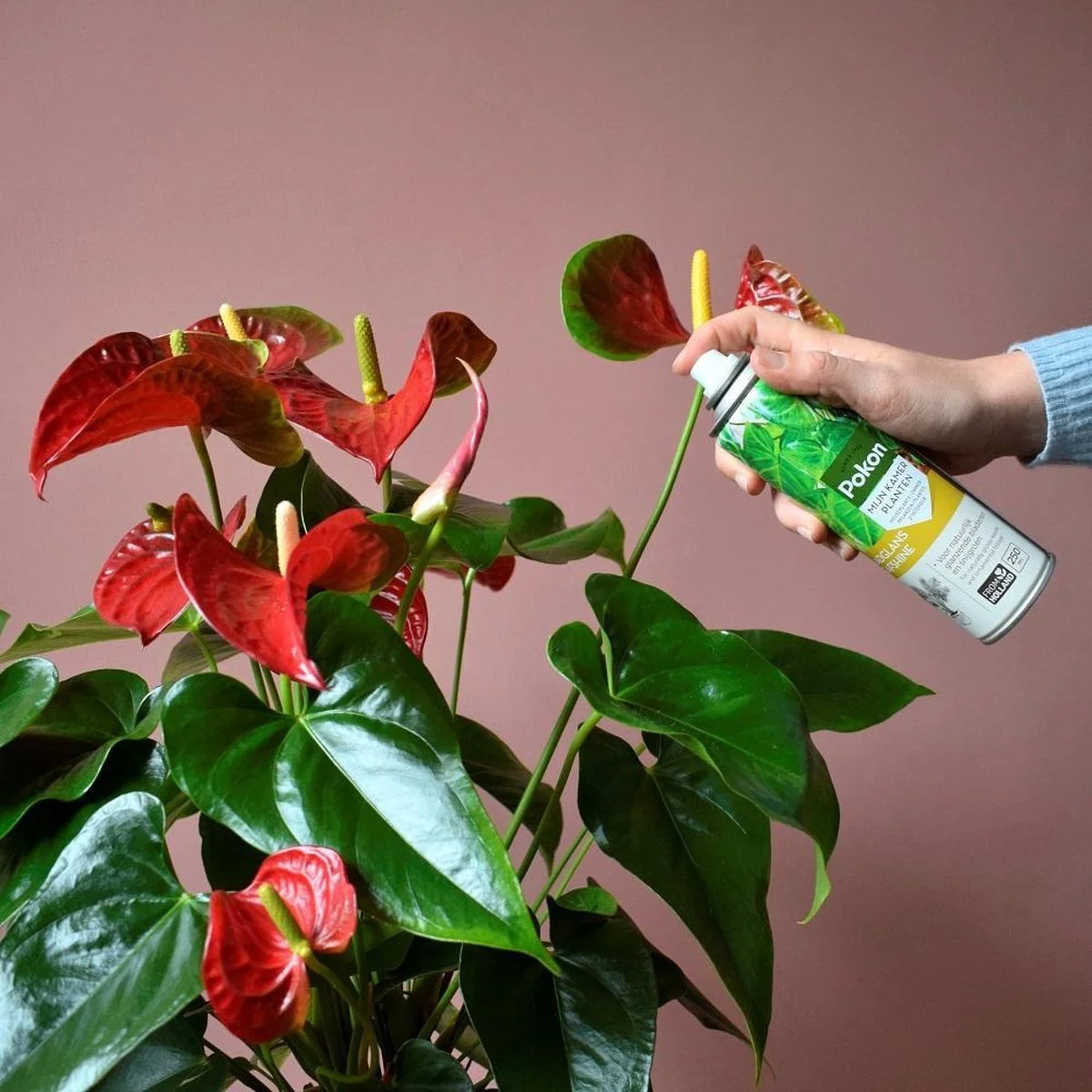 Pokon Bladglans 600ml 3 Pokon Bladglans 600ml - Afbeelding 3