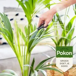 Pokon Bio Palm Voeding - 250ml - Plantenvoeding (bio) - 7ml Per 1L Water 12 Pokon Bio Palm Voeding - 250ml - Plantenvoeding (bio) - 7ml Per 1L Water -Bloempotten Verkoop 1200x1200 668