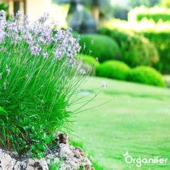 Lavameel Uit Eifel Oergesteente (20Kg Voor 200m2) Organifer 16 Lavameel Uit Eifel Oergesteente (20Kg Voor 200m2) Organifer -Bloempotten Verkoop 1200x1200 672