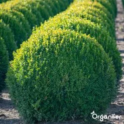 Lavameel Uit Eifel Oergesteente (20Kg Voor 200m2) Organifer 18 Lavameel Uit Eifel Oergesteente (20Kg Voor 200m2) Organifer -Bloempotten Verkoop 1200x1200 674
