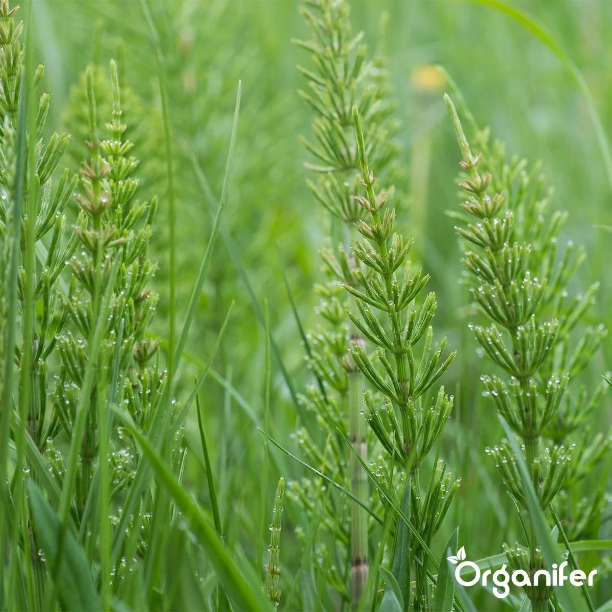 Lavameel Uit Eifel Oergesteente (20Kg Voor 200m2) Organifer 9 Lavameel Uit Eifel Oergesteente (20Kg Voor 200m2) Organifer - Afbeelding 9