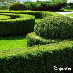 Lavameel Uit Eifel Oergesteente (20Kg Voor 200m2) Organifer 22 Lavameel Uit Eifel Oergesteente (20Kg Voor 200m2) Organifer -Bloempotten Verkoop 1200x1200 678